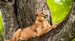 Каракал (фото): витончений представник філінгової екзотики